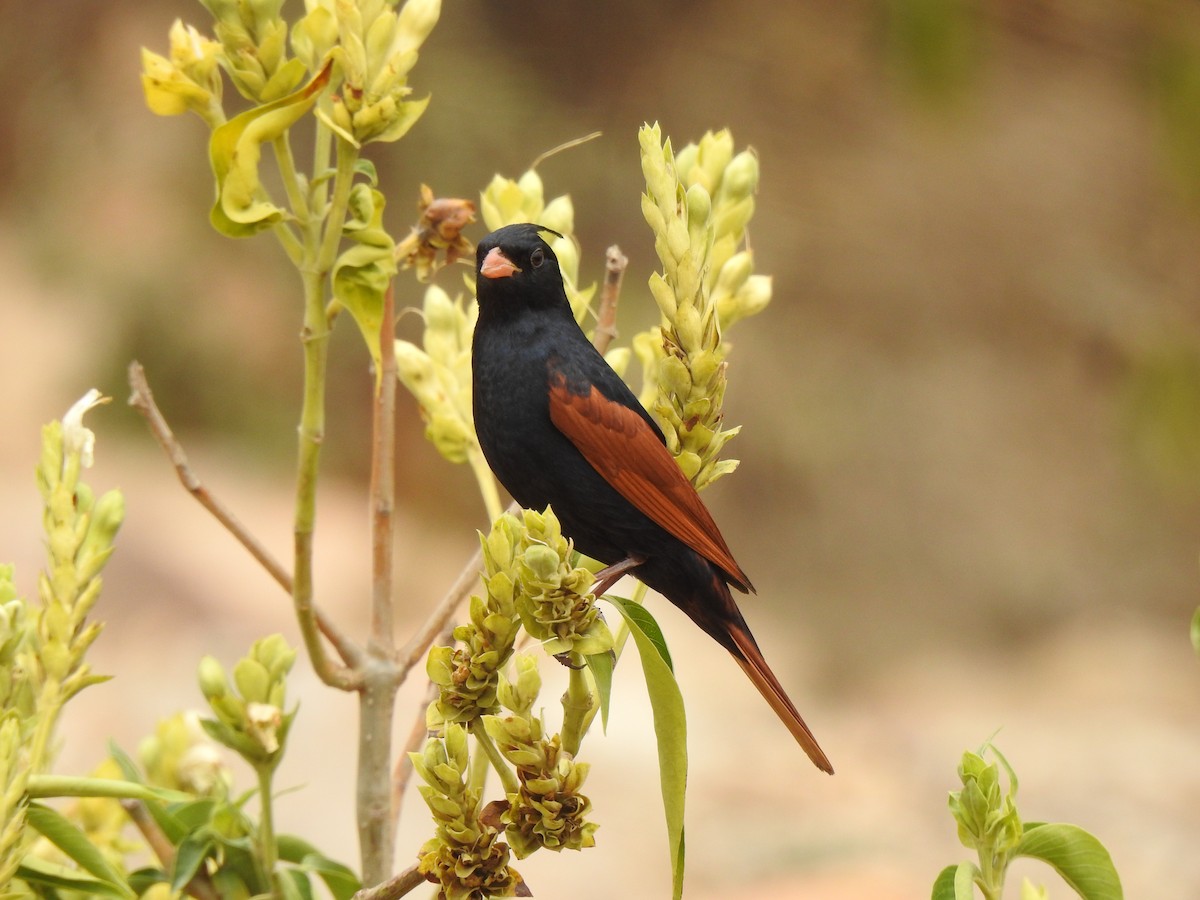 Crested Bunting - ML617470562