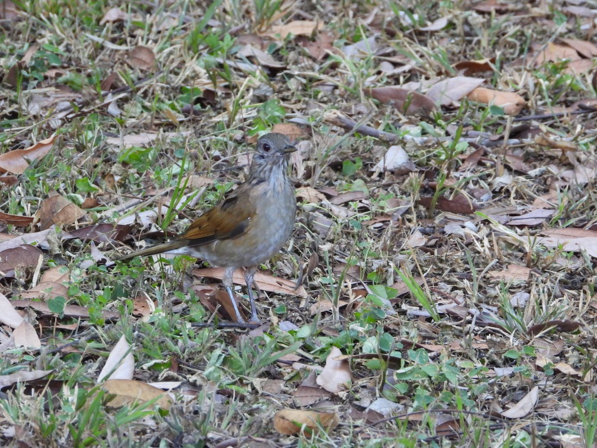 Pale-breasted Thrush - ML617470594