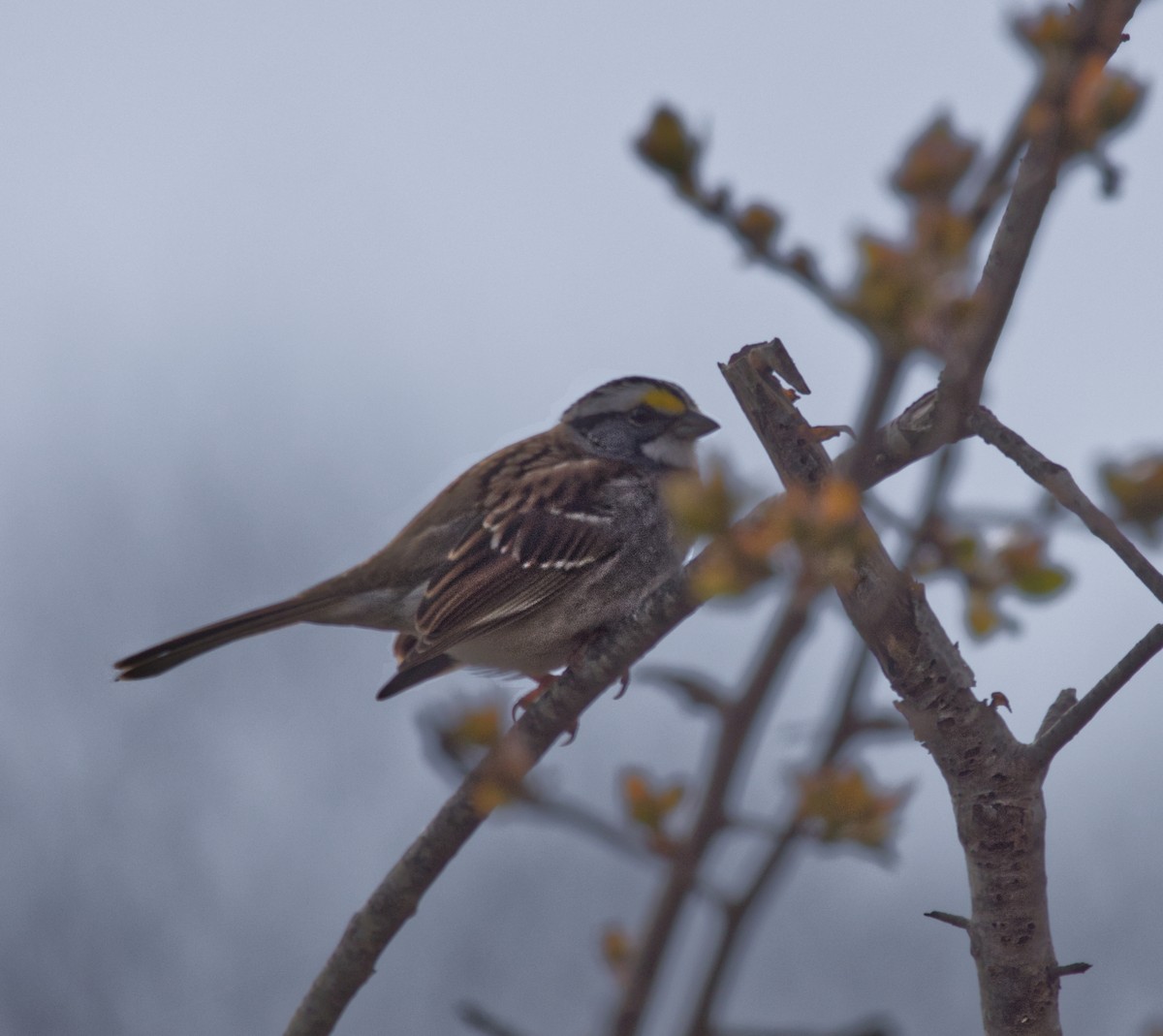White-throated Sparrow - Edwin Schmitt