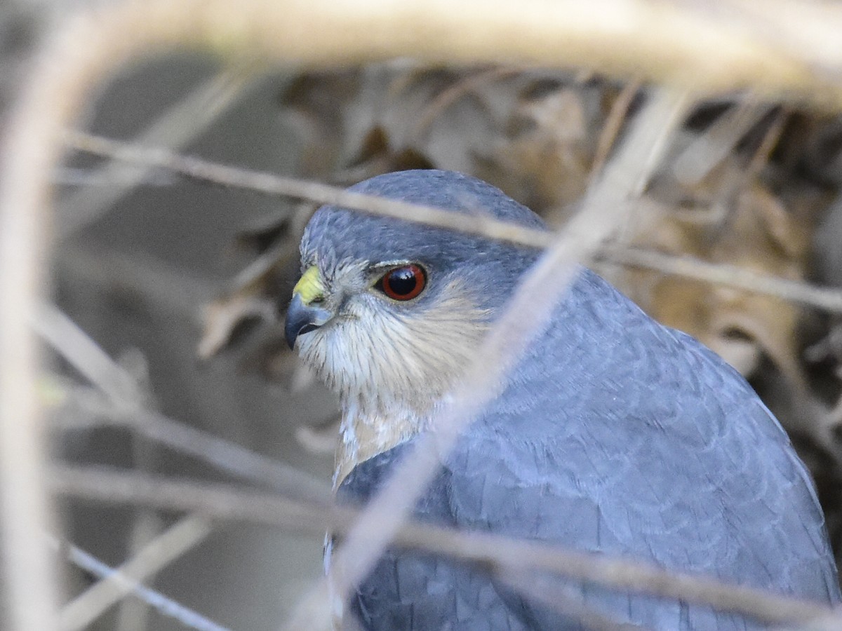 Ebird Checklist Apr Kettle Moraine Sf D J Mackie Picnic