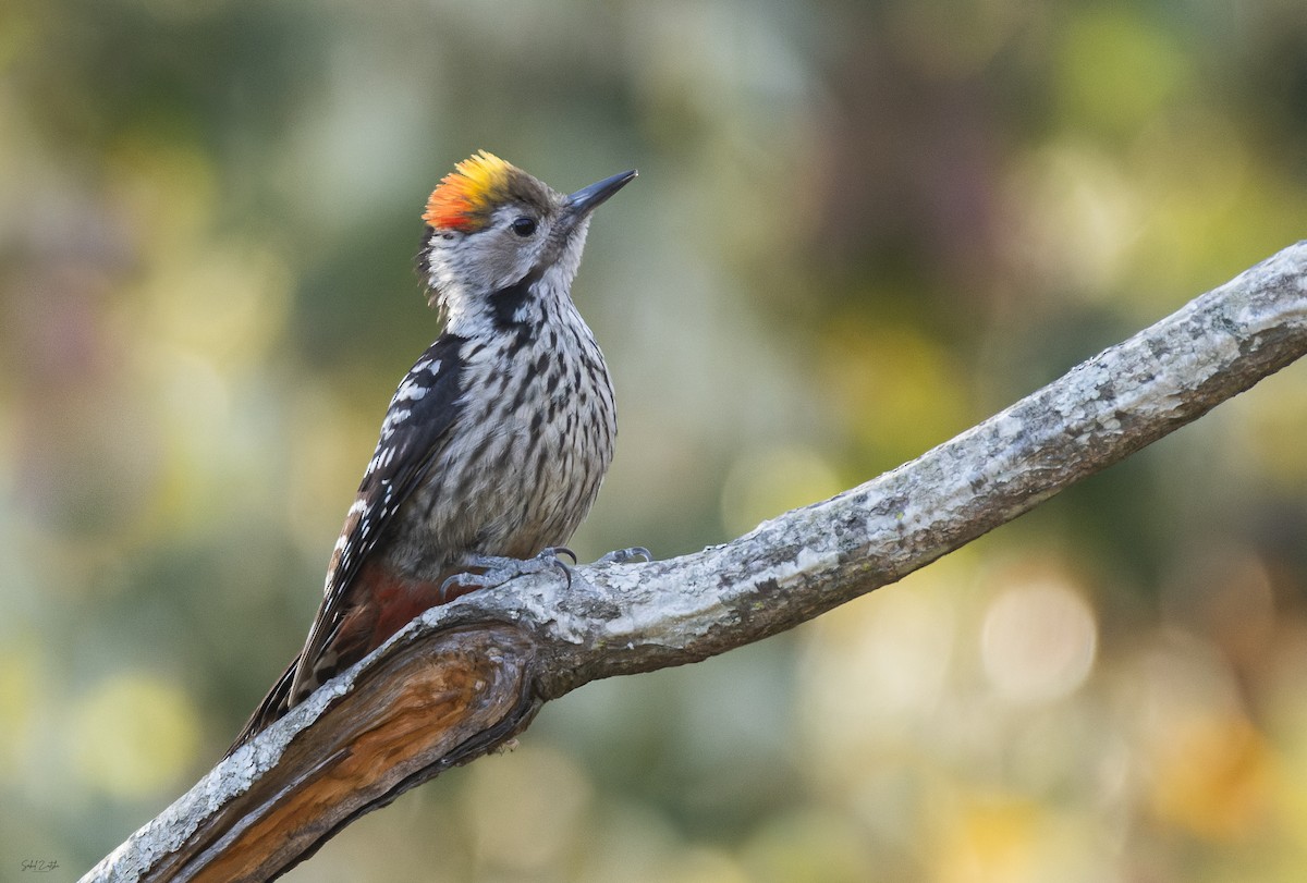 Brown-fronted Woodpecker - ML617470822