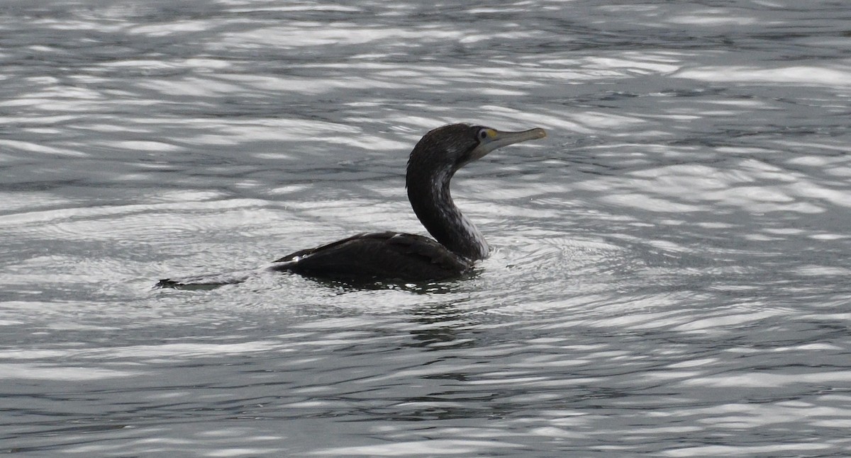Spotted Shag - ML617470885