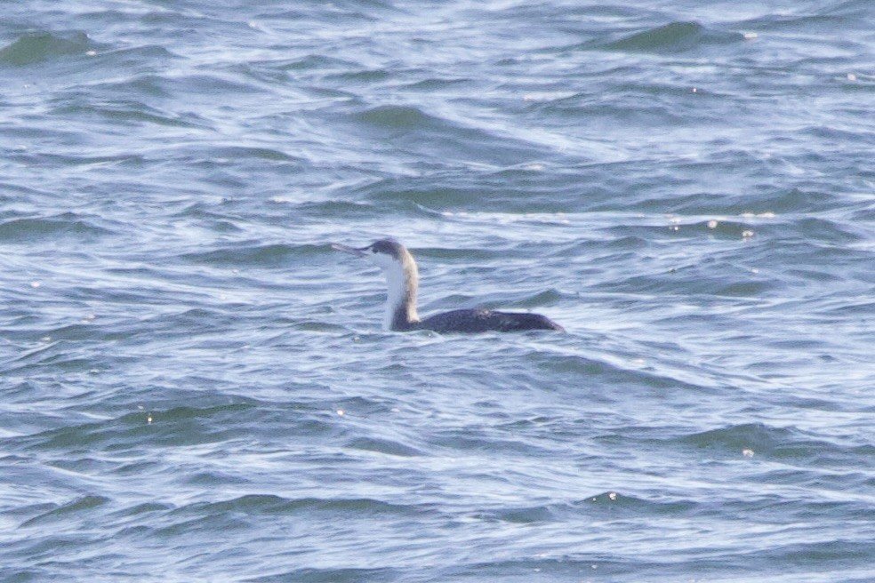 Red-throated Loon - ML617470899