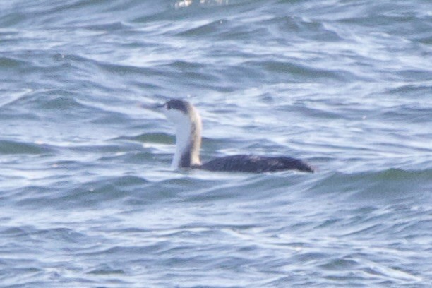 Red-throated Loon - ML617470900