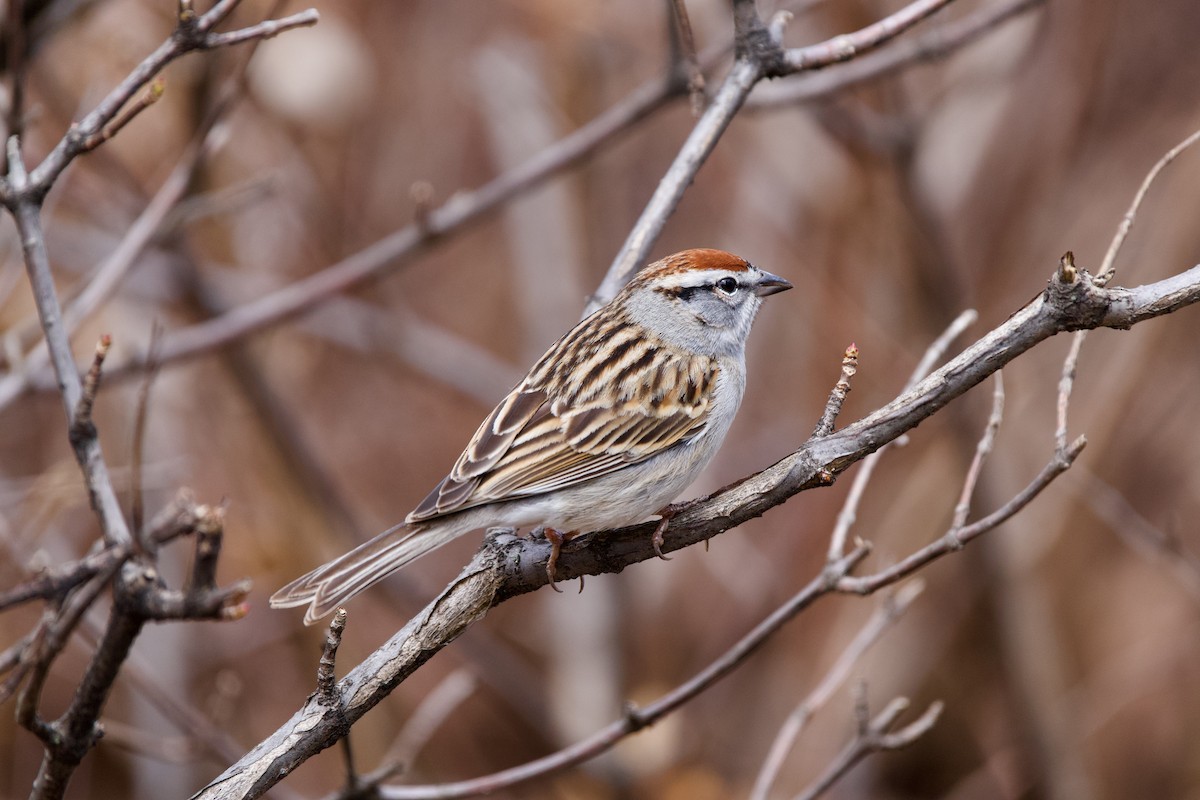 Chipping Sparrow - ML617470906