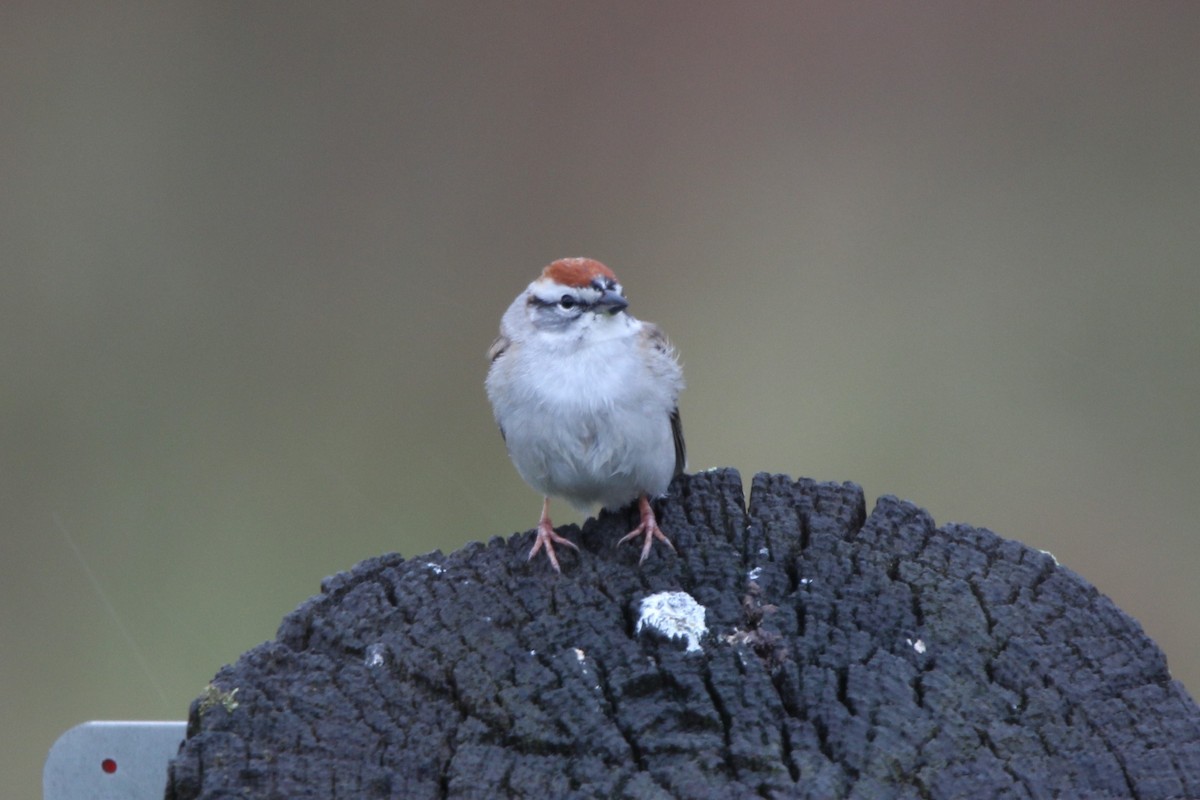 Chipping Sparrow - Tracy Engle