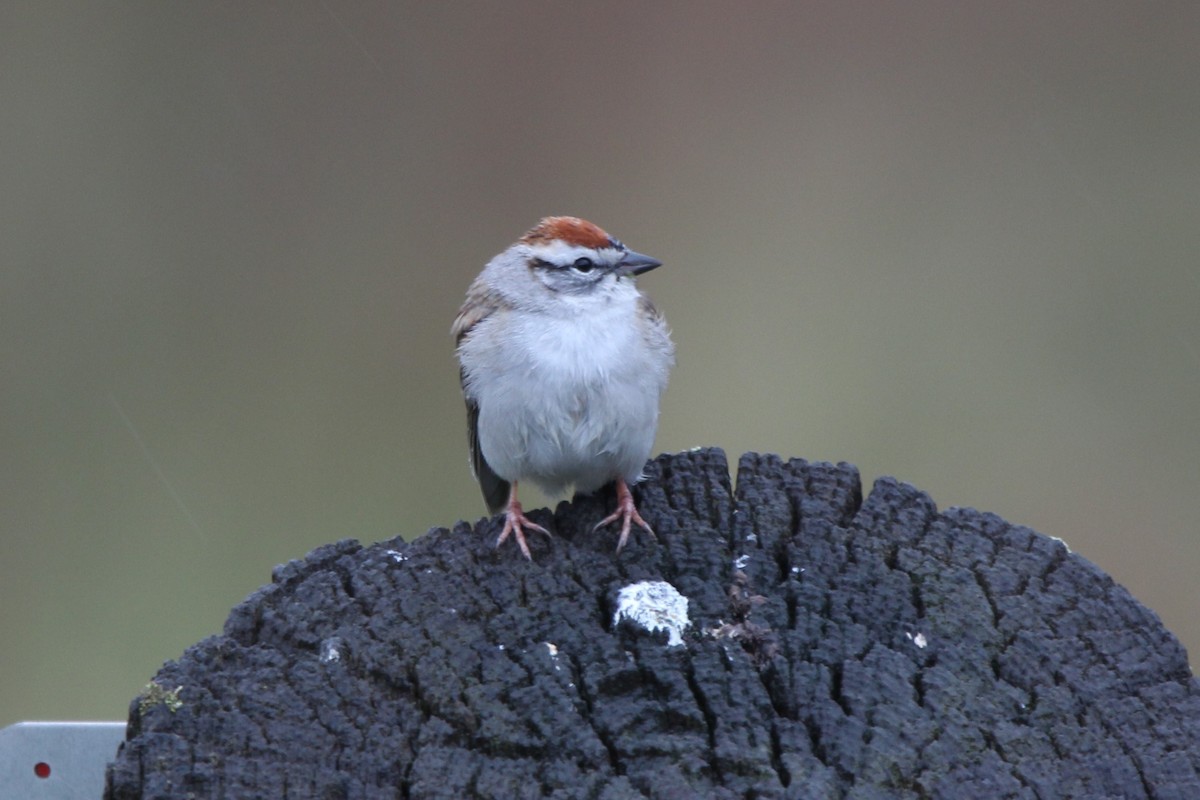 Chipping Sparrow - Tracy Engle