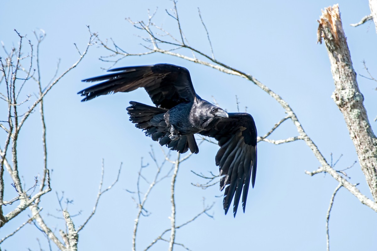 Common Raven - ML617471189