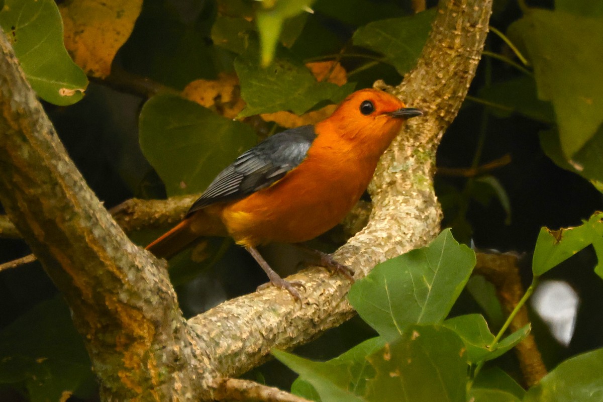 Red-capped Robin-Chat - ML617471190