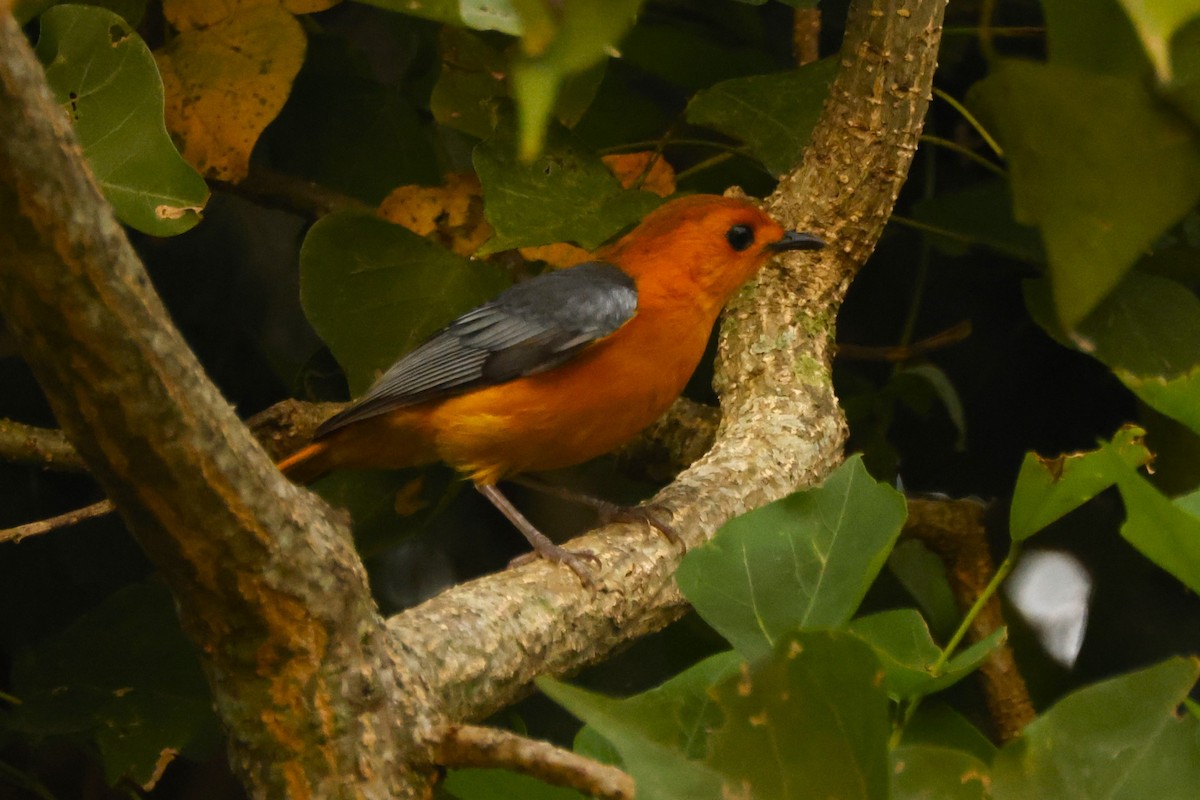 Red-capped Robin-Chat - John Mills