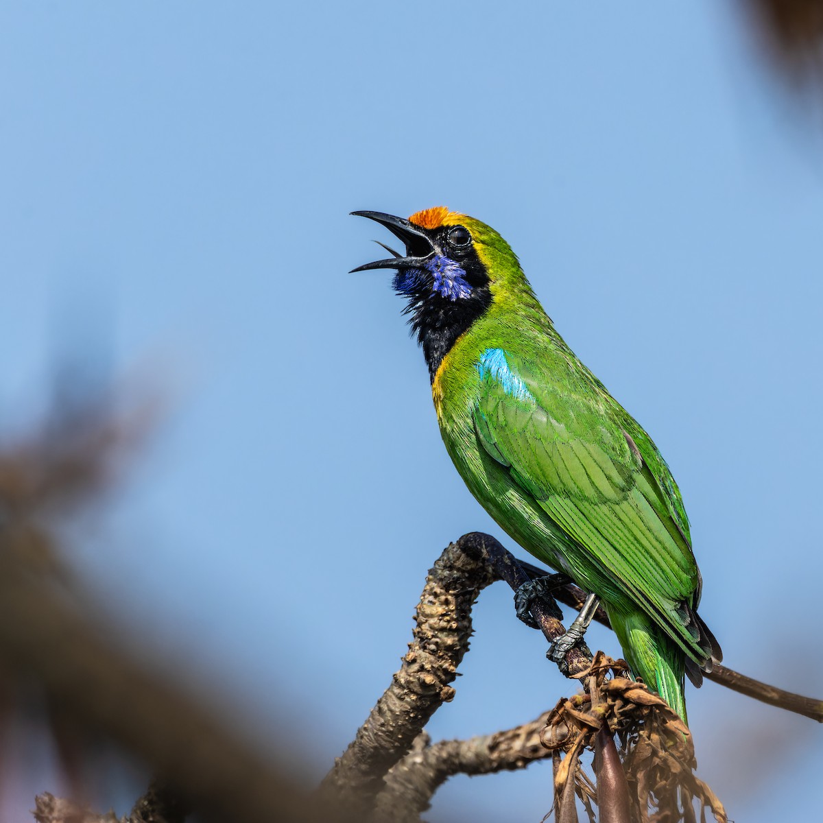 Golden-fronted Leafbird - SHAHRIAR MOHAMMAD
