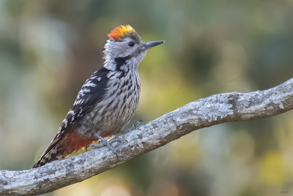 Brown-fronted Woodpecker - ML617471297