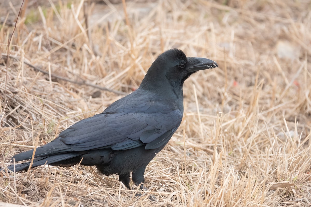 Large-billed Crow (Large-billed) - 冰 鸟