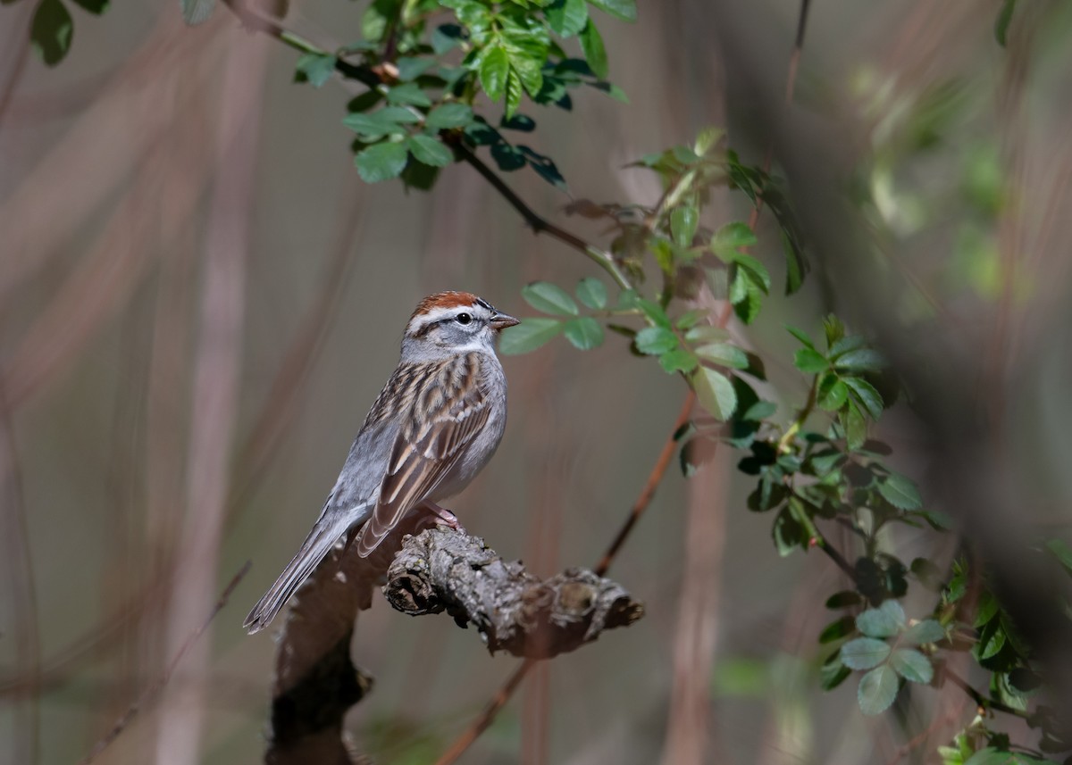 Chipping Sparrow - ML617471338