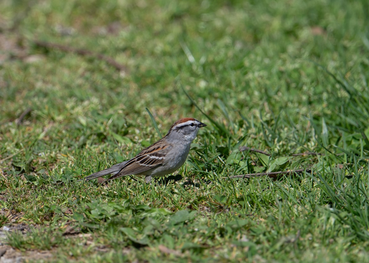 Chipping Sparrow - ML617471339