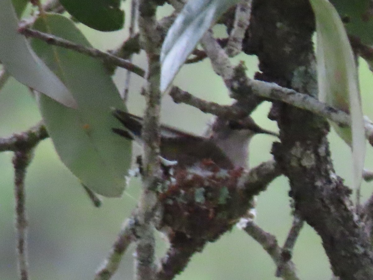 Black-chinned Hummingbird - ML617471408
