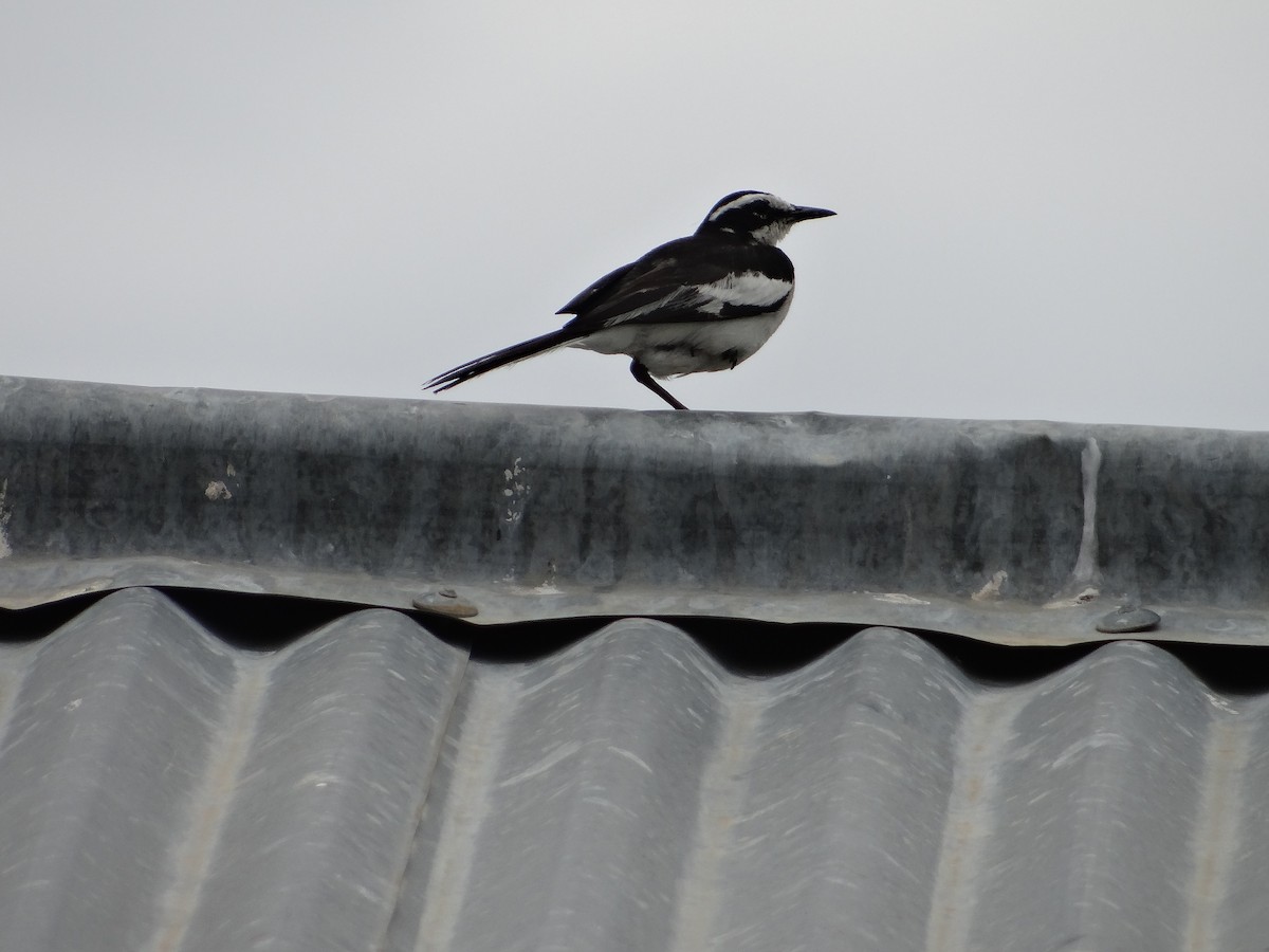 African Pied Wagtail - ML617471484