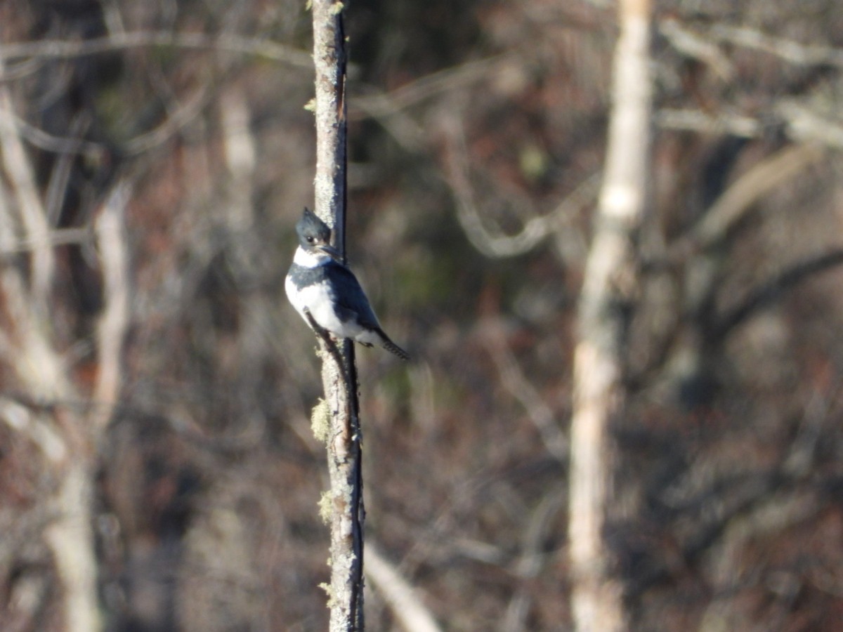 Belted Kingfisher - ML617471491
