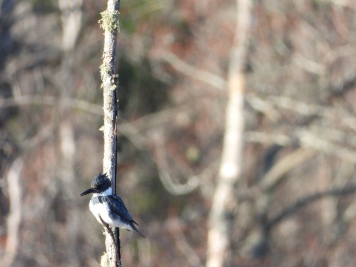 Belted Kingfisher - ML617471492