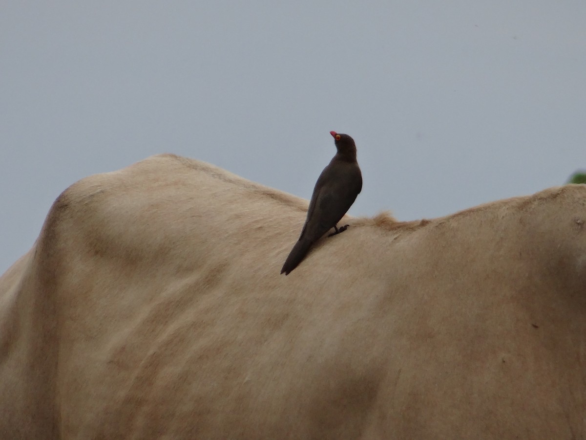 Red-billed Oxpecker - ML617471514