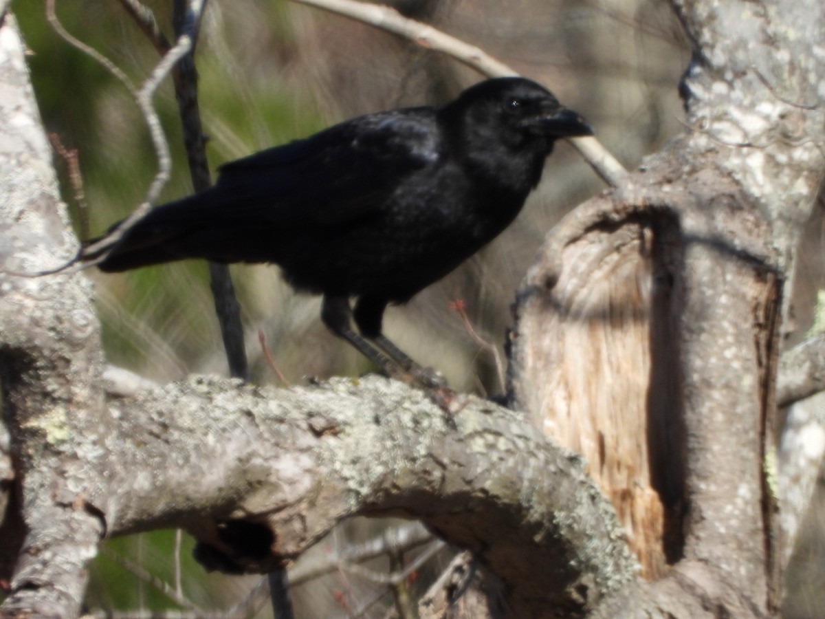 American Crow - Spence Brennick