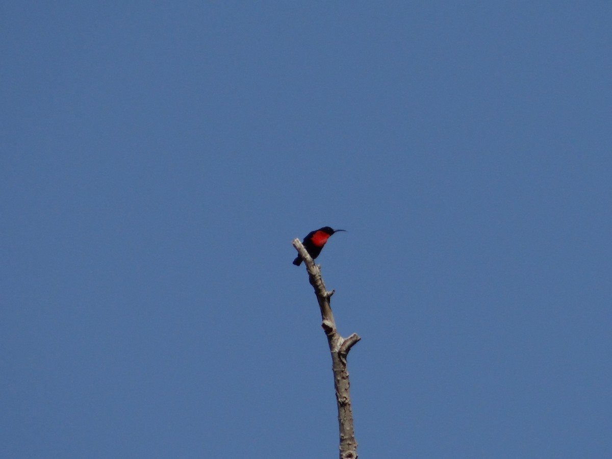 Scarlet-chested Sunbird - ML617471572