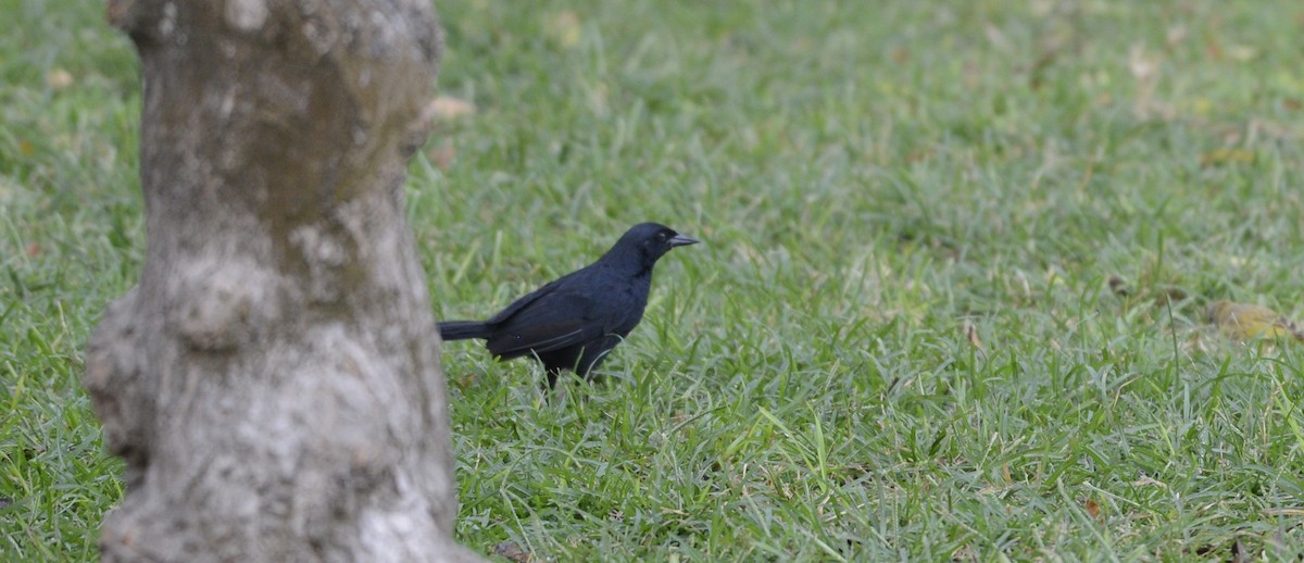 Scrub Blackbird - ML617471580