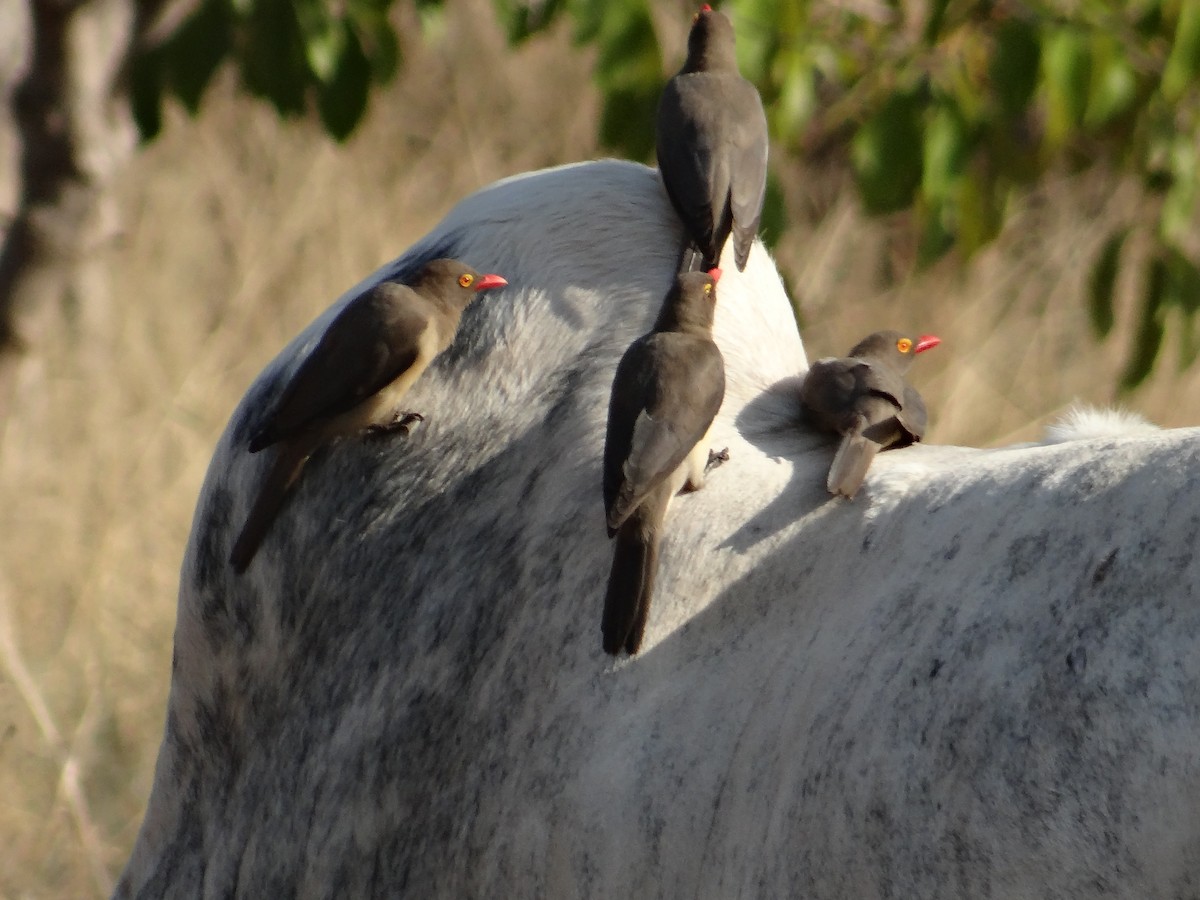 Red-billed Oxpecker - ML617471610