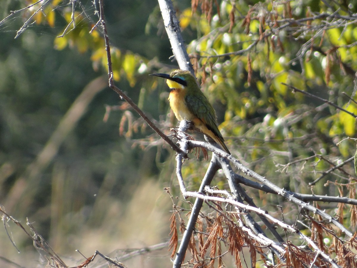 Little Bee-eater - ML617471624