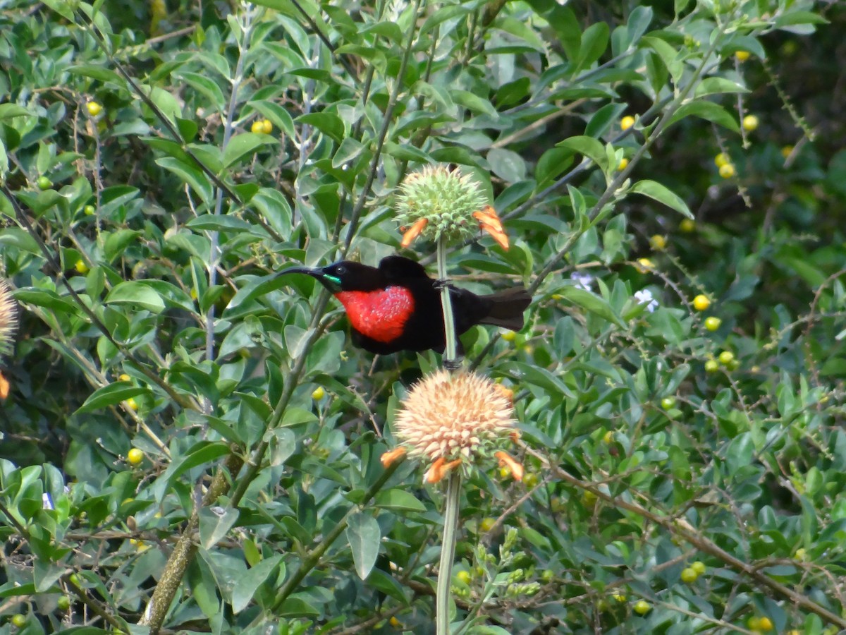 Scarlet-chested Sunbird - ML617471704