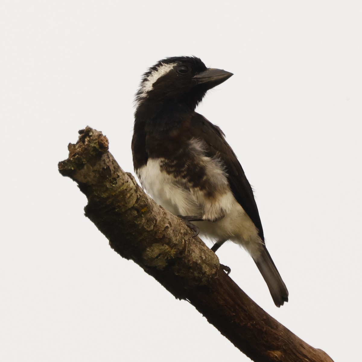Weißohr-Bartvogel (leucotis/kilimensis) - ML617471861