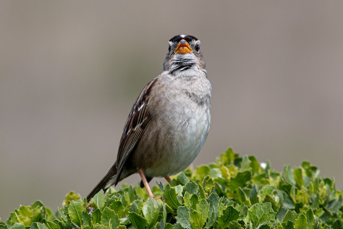 White-crowned Sparrow - ML617471881