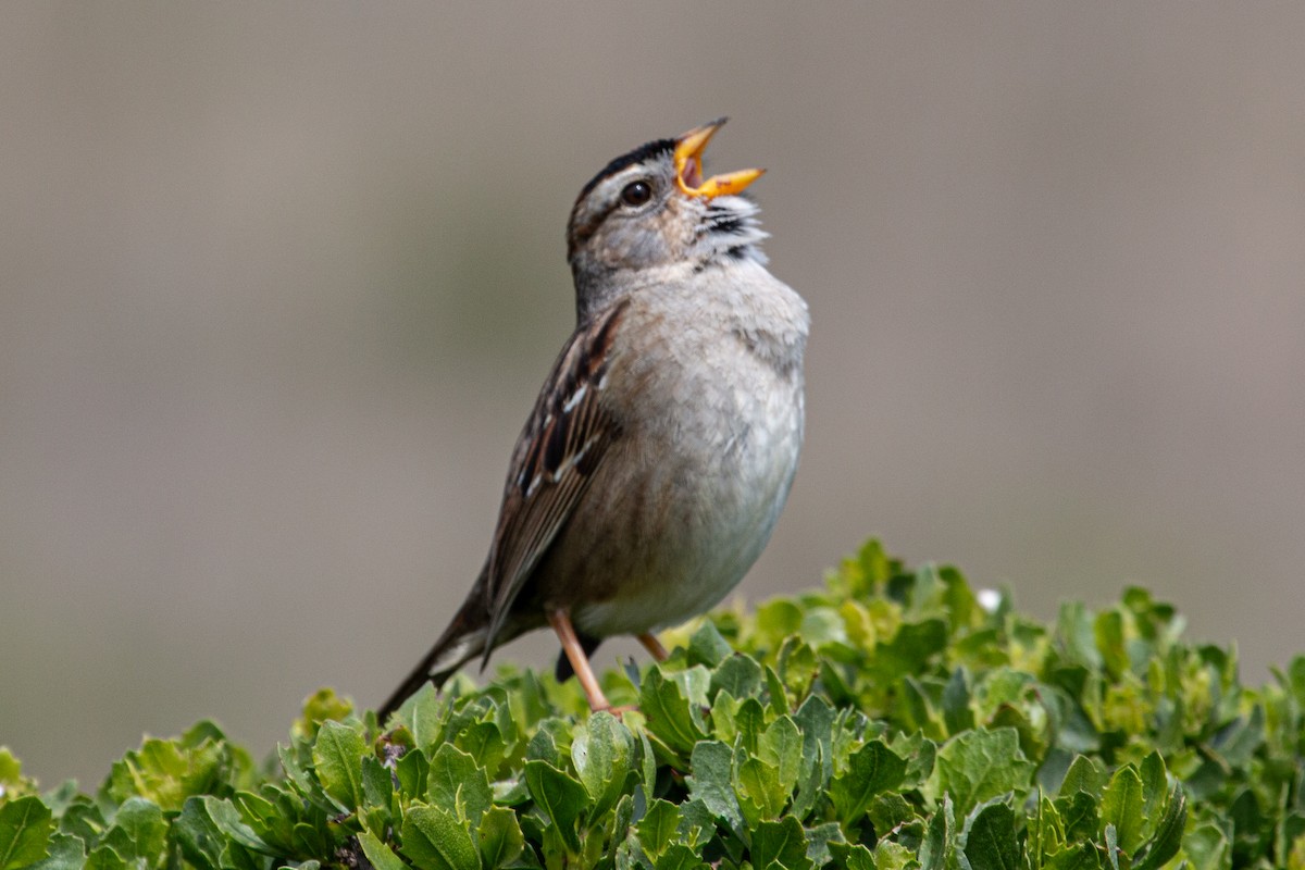White-crowned Sparrow - ML617471882