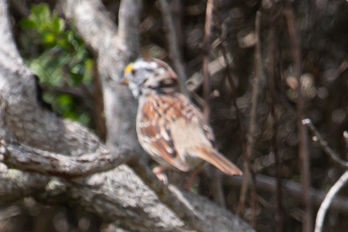 White-throated Sparrow - ML617471907