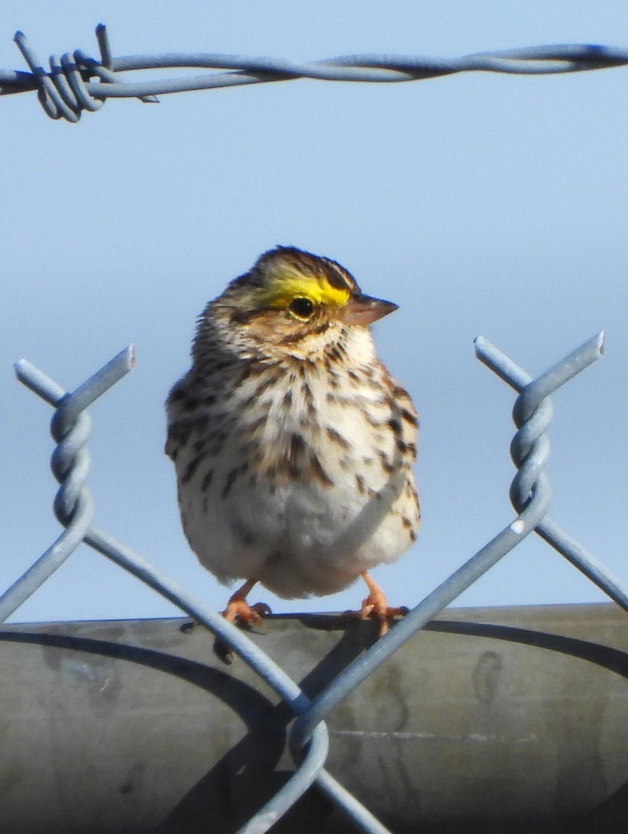 Savannah Sparrow - scott aziz