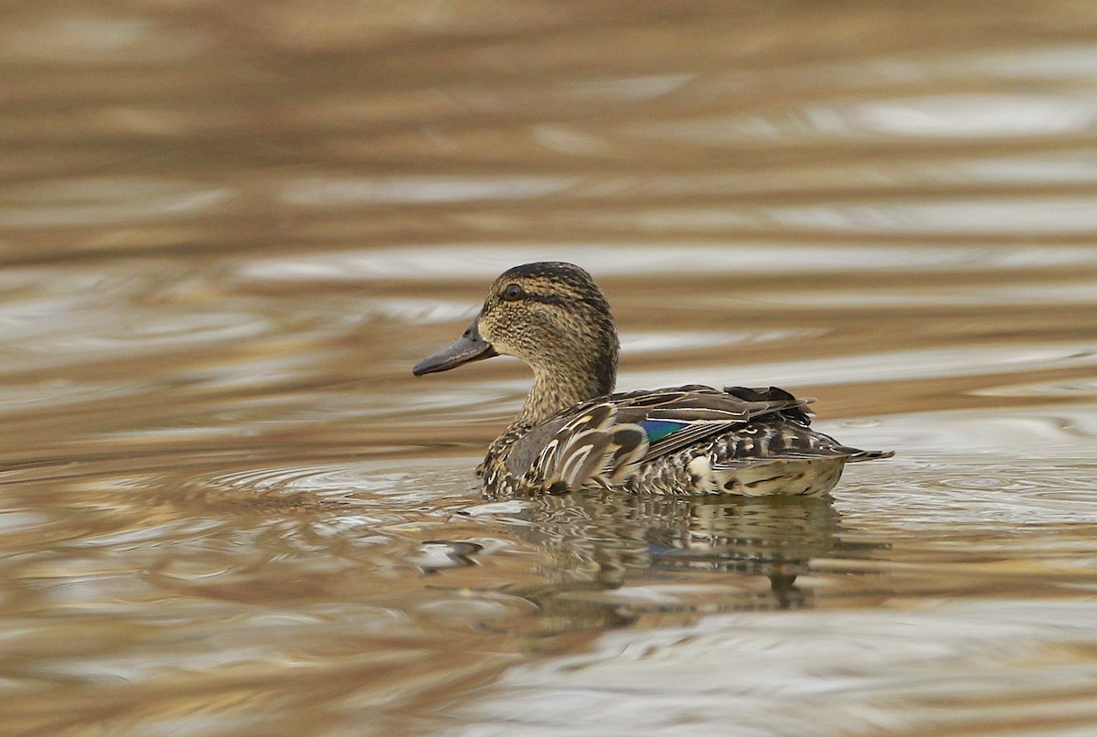 Green-winged Teal - ML617471916