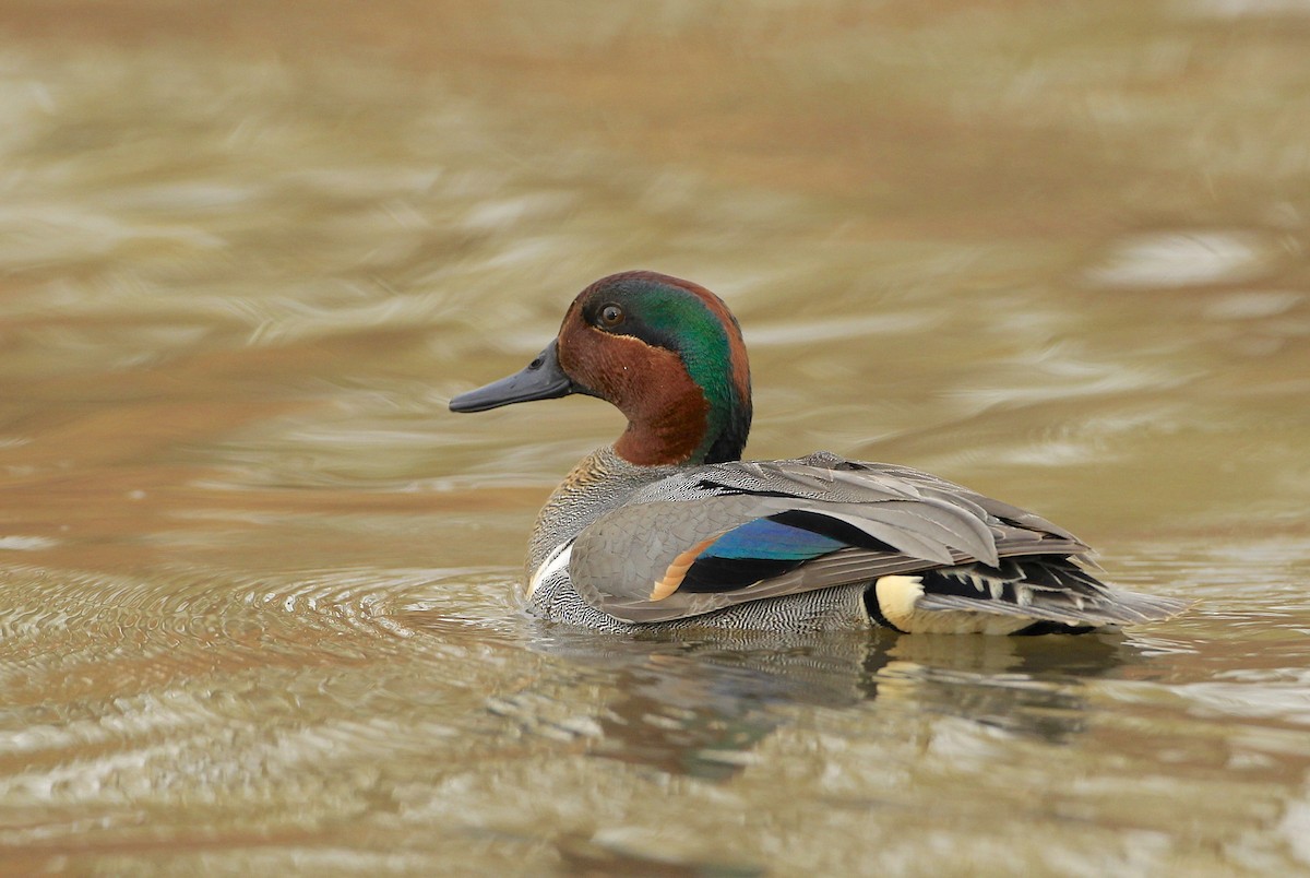 Green-winged Teal - ML617471917