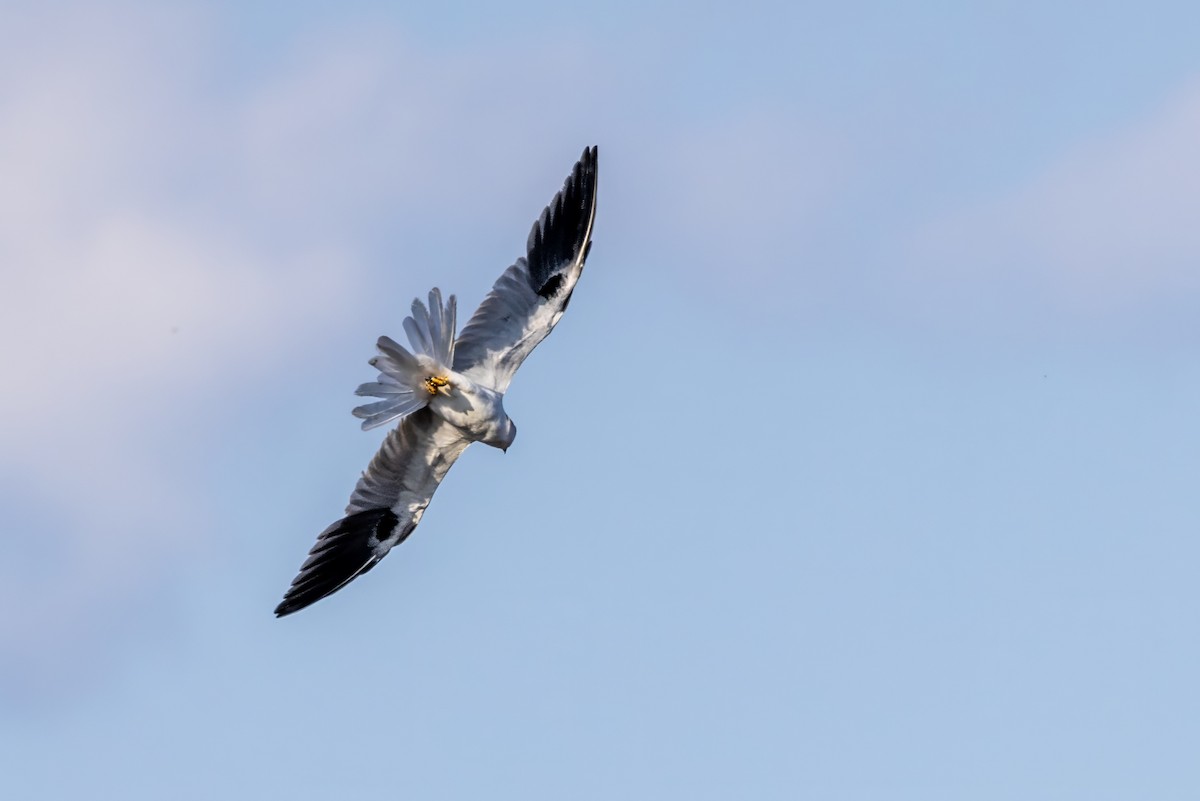 White-tailed Kite - ML617472041