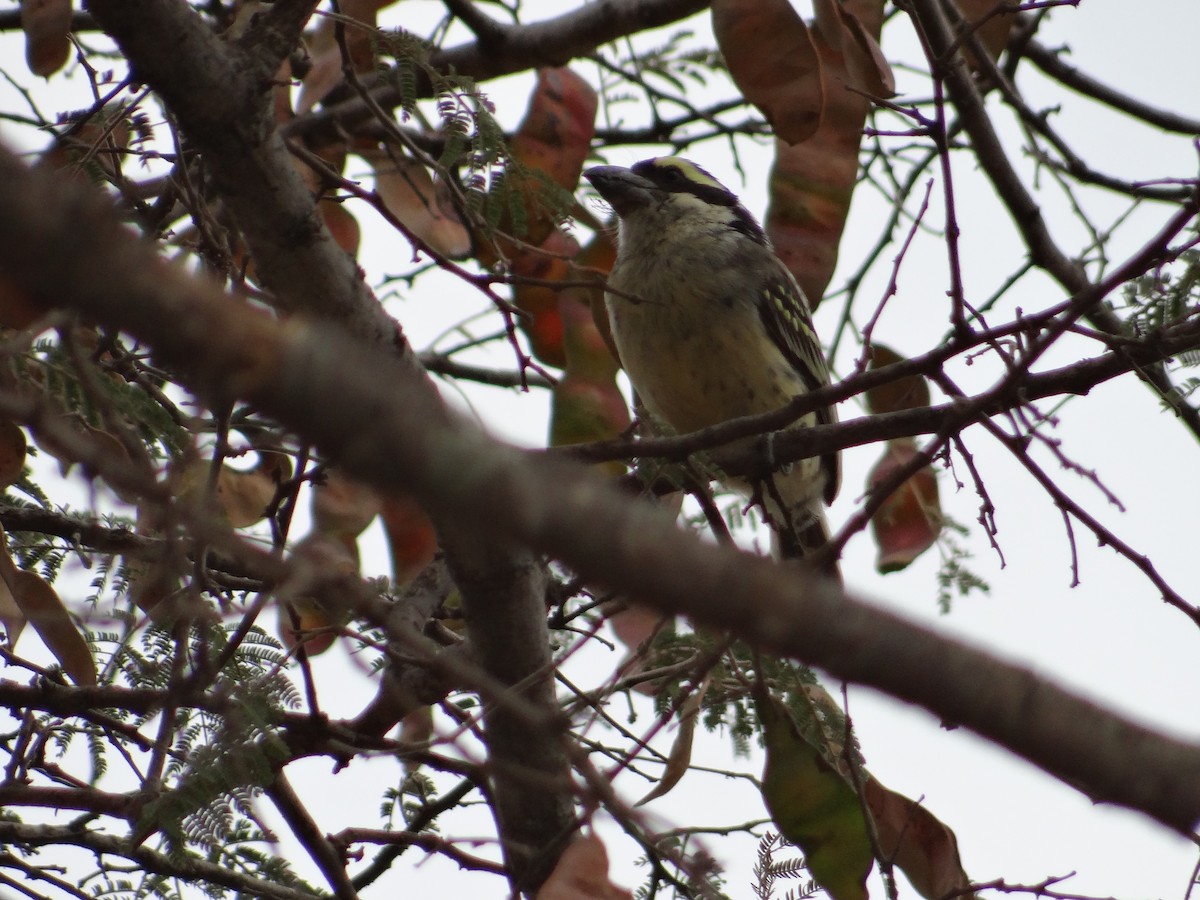 Red-fronted Barbet - ML617472076