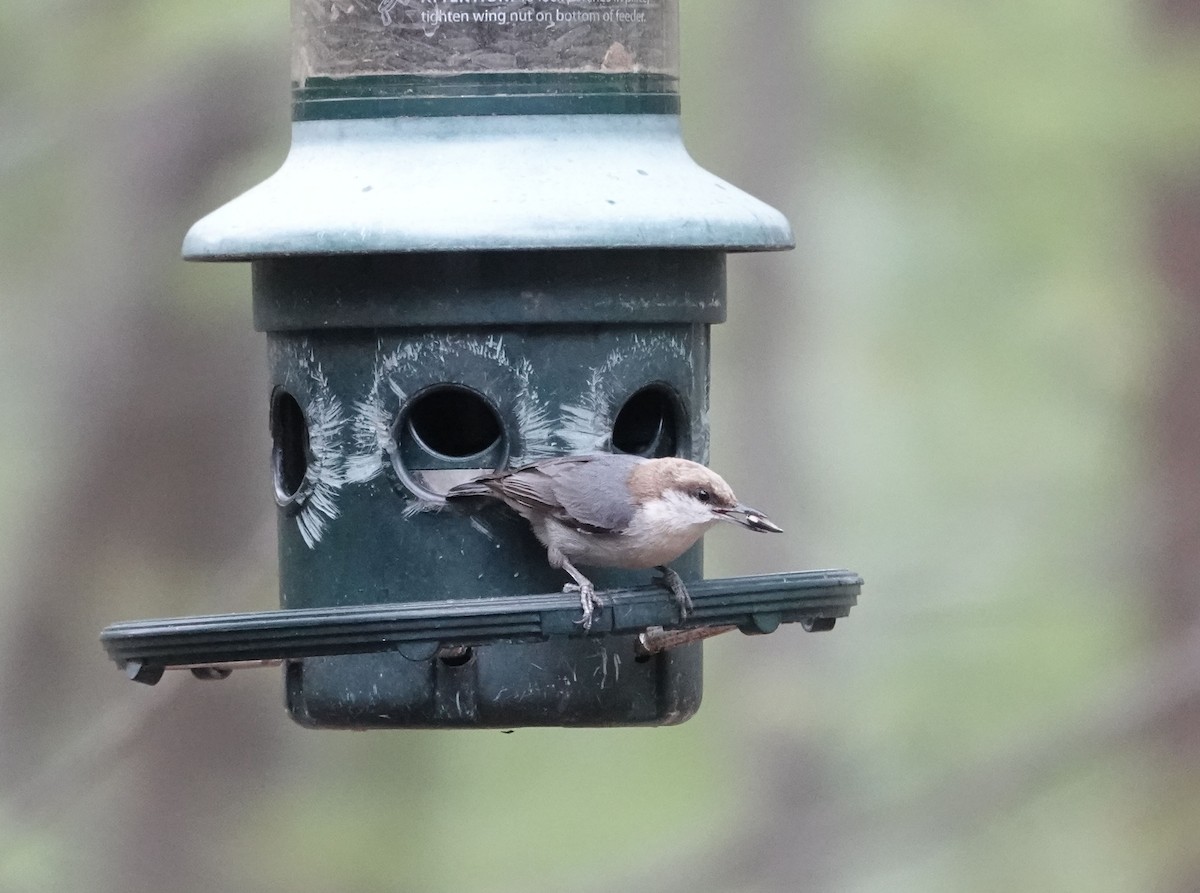 Brown-headed Nuthatch - ML617472179