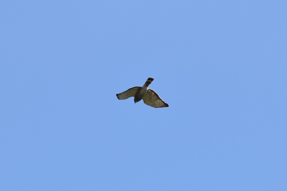 Broad-winged Hawk - C  Thorn