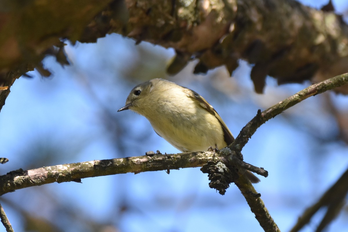 Ruby-crowned Kinglet - C  Thorn
