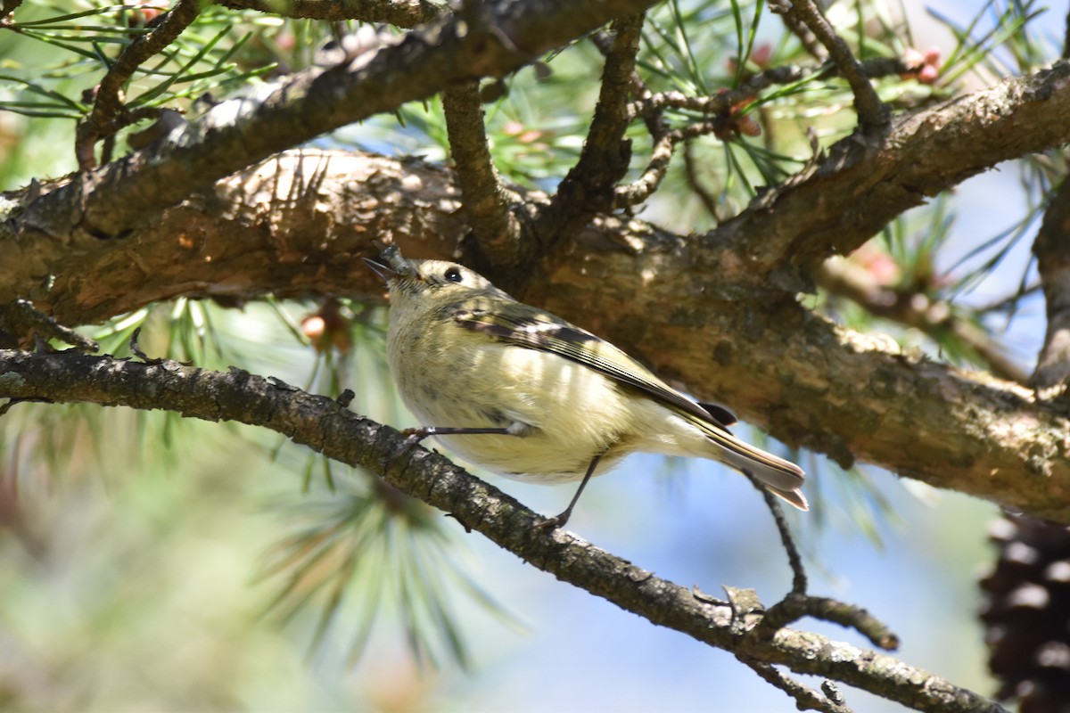 Ruby-crowned Kinglet - C  Thorn