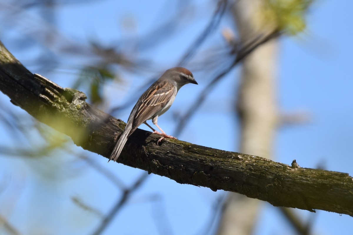 Chipping Sparrow - C  Thorn