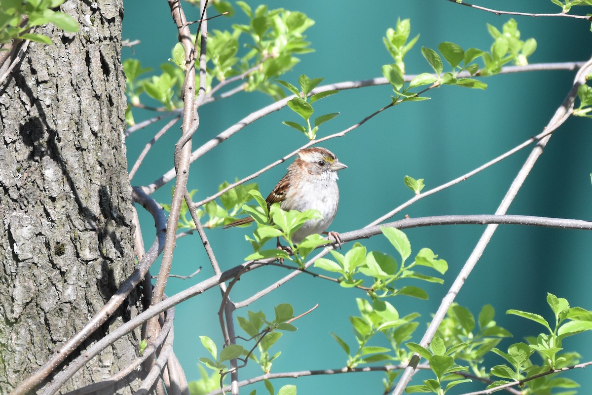 White-throated Sparrow - C  Thorn