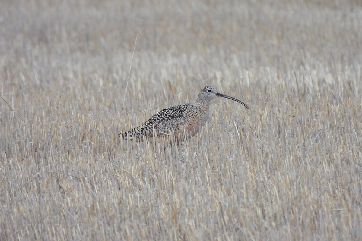 Long-billed Curlew - ML617472253
