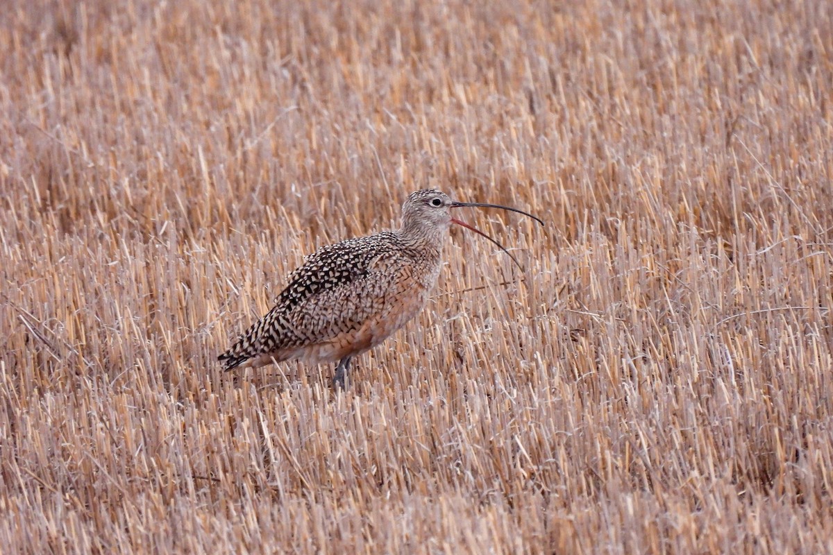Long-billed Curlew - ML617472270