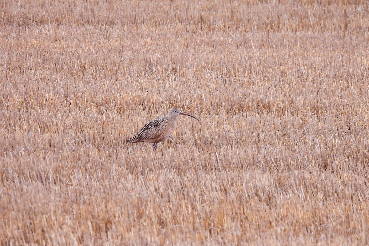 Long-billed Curlew - ML617472275