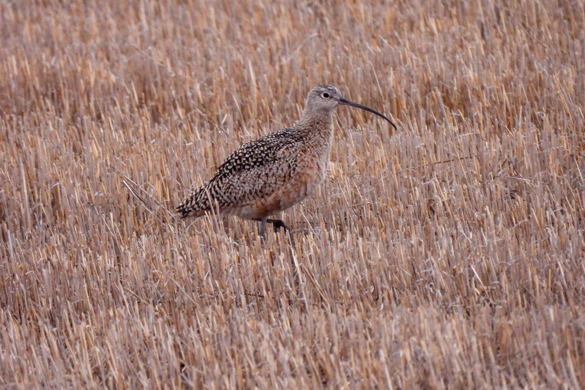 Long-billed Curlew - ML617472289