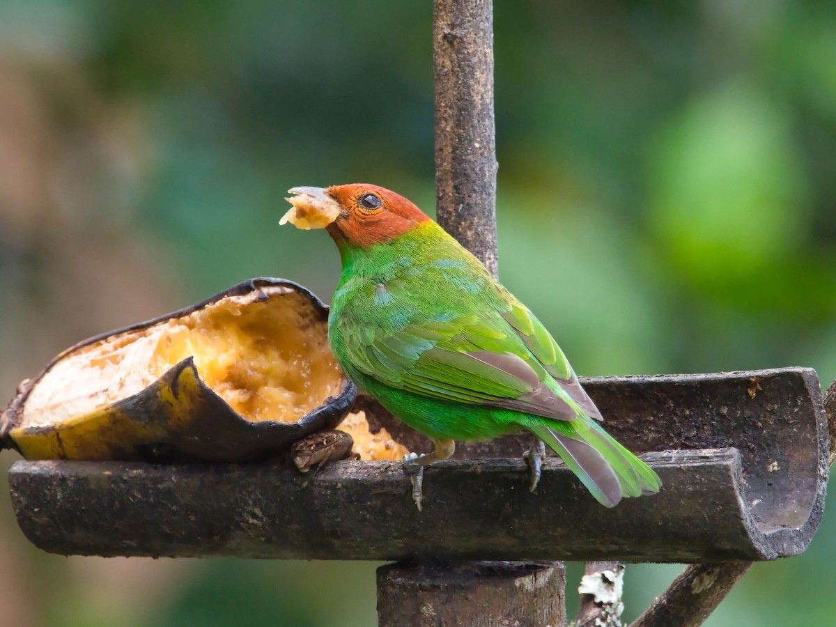 Bay-headed Tanager - ML617472293